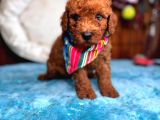Olağanüstü Gözleriyle Secereli Toy Poodle