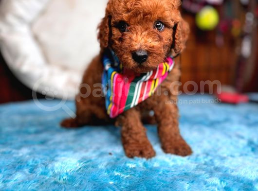 Olağanüstü Gözleriyle Secereli Toy Poodle görsel