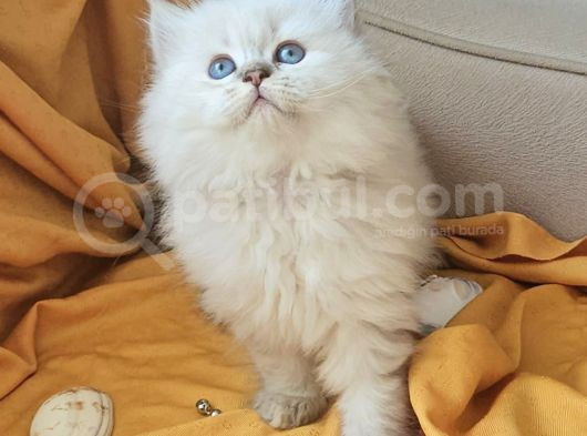 Show Class Yavrular Saglik Ve Irk Garanti̇li̇