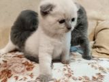 Bri̇ti̇sh Ve Scotti̇sh  Yavrular