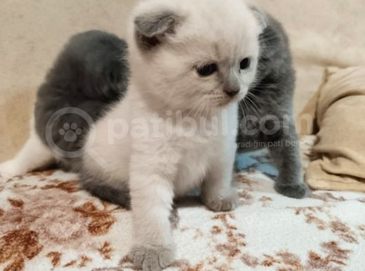 Bri̇ti̇sh Ve Scotti̇sh  Yavrular görsel