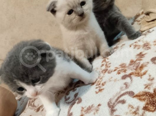 Bri̇ti̇sh Ve Scotti̇sh  Yavrular görsel