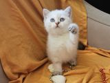 Show Class Yavrular Saglik Ve Irk Garanti̇li̇