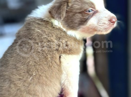 Border Collie Bebekler görsel
