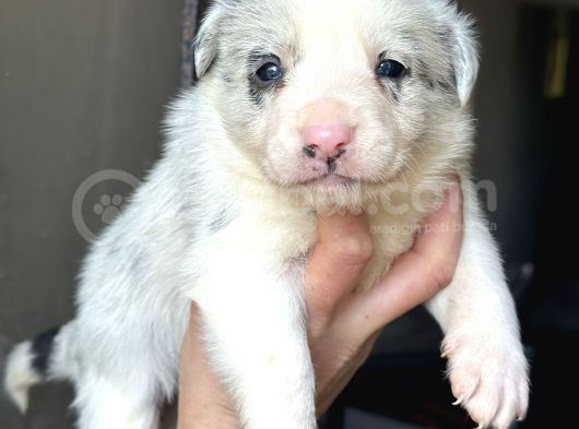 Border Collie Bebekler görsel