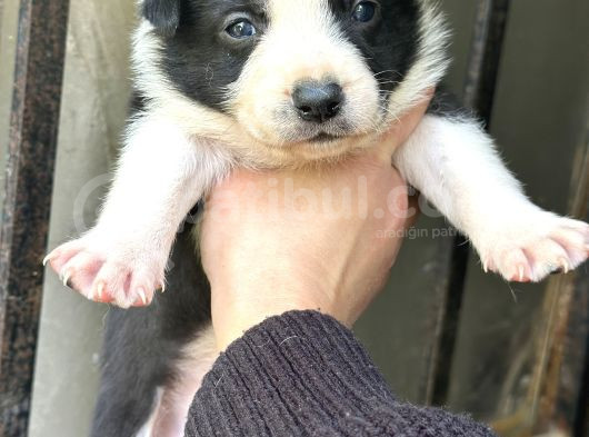 Border Collie Bebekler görsel