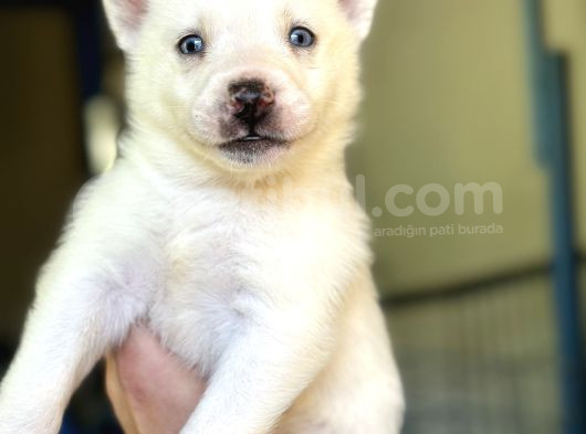Sibirya Kurdu Husky Bebekler görsel