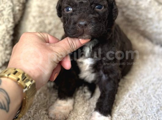 Lagotto Yavrular görsel