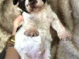 Lagotto Yavrular