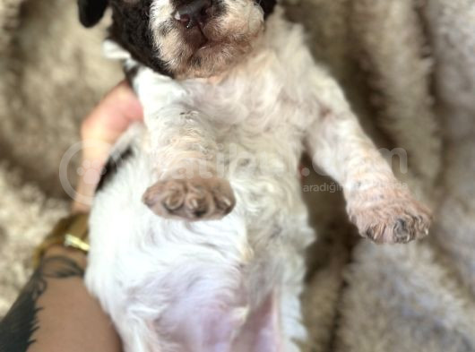 Lagotto Yavrular görsel