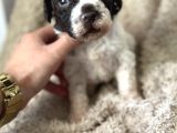 Lagotto Yavrular