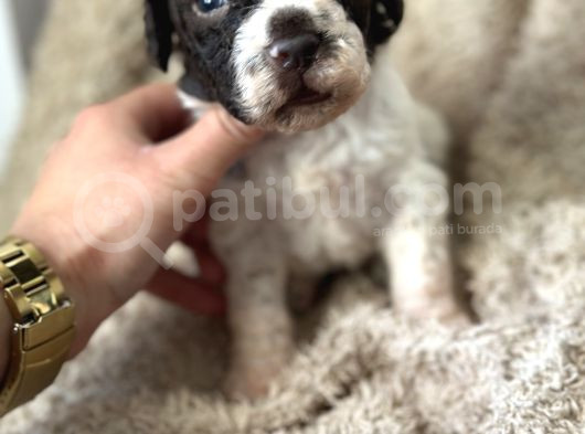 Lagotto Yavrular görsel