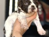 Lagotto Yavrular