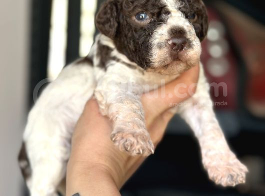 Lagotto Yavrular görsel