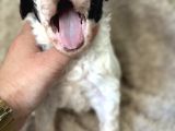 Lagotto Yavrular