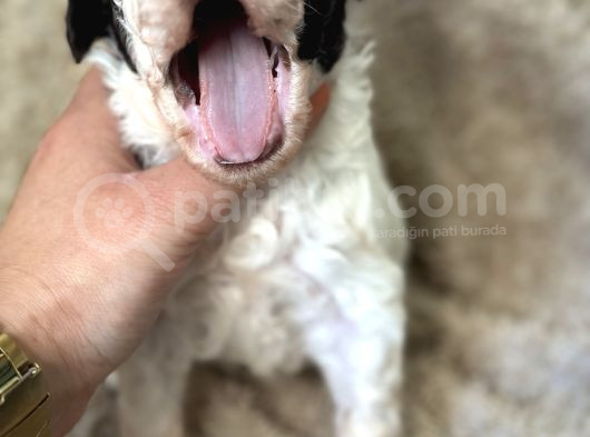 Lagotto Yavrular görsel