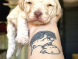 Lagotto Yavrular