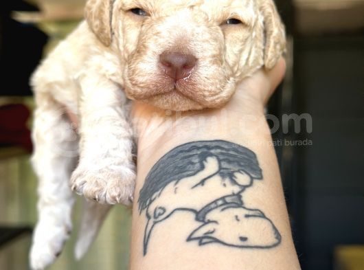 Lagotto Yavrular