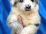 Border Collie Bebekler