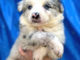 Border Collie Bebekler