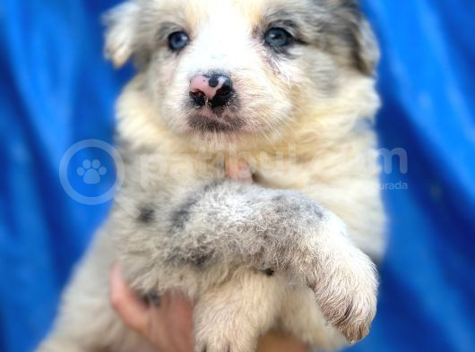 Border Collie Bebekler görsel