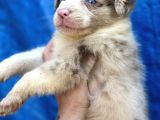 Border Collie Bebekler