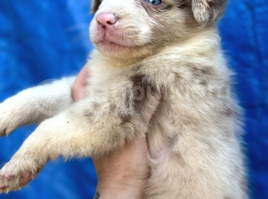Border Collie Bebekler görsel