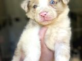 Border Collie Bebekler