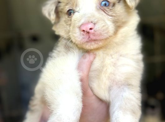 Border Collie Bebekler
