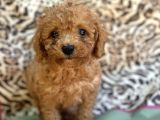 Toy Poodle Bebekler