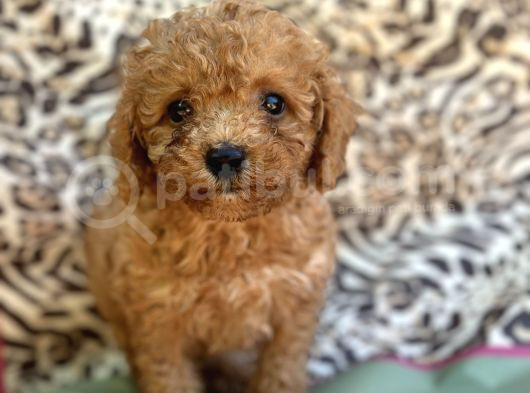 Toy Poodle Bebekler görsel