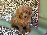 Toy Poodle Bebekler