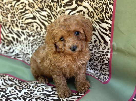 Toy Poodle Bebekler görsel