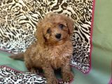 Toy Poodle Bebekler