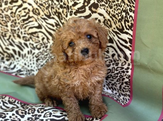 Toy Poodle Bebekler