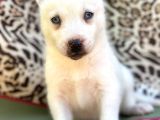 Sibirya Kurdu Husky Bebekler