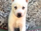 Sibirya kurdu husky bebekler