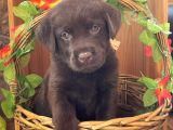 KÜT BURUN LABRADOR YAVRULARI