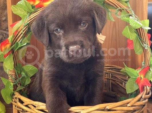 Küt Burun Labrador Yavrulari
