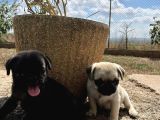 Si̇yah Krem Pug Yavrulari