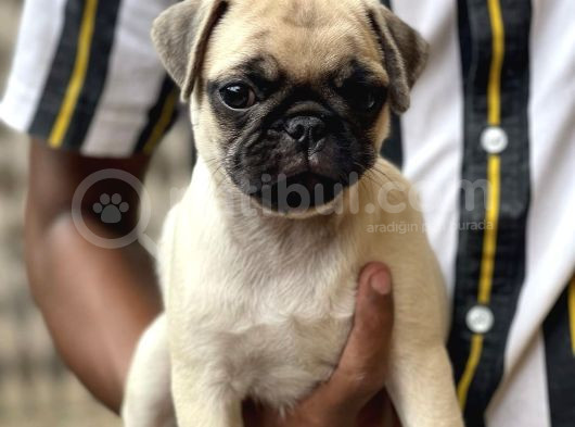 Si̇yah Krem Pug Yavrulari