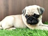 SAFKAN PUG YAVRULARI