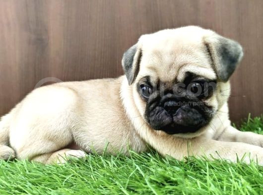 Safkan Pug Yavrulari