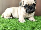 Safkan Pug Yavrulari