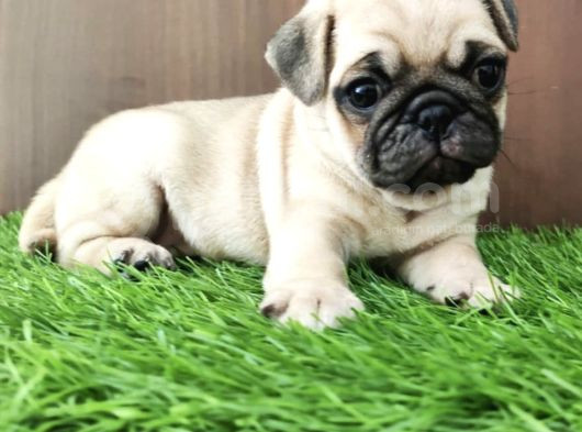 Safkan Pug Yavrulari görsel