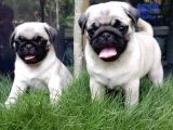 Safkan Pug Yavrulari