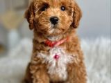 GÖZ ALICI TOY POODLE YAVRULARI