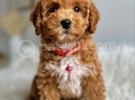 Göz Alici Toy Poodle Yavrulari