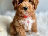 Göz Alici Toy Poodle Yavrulari