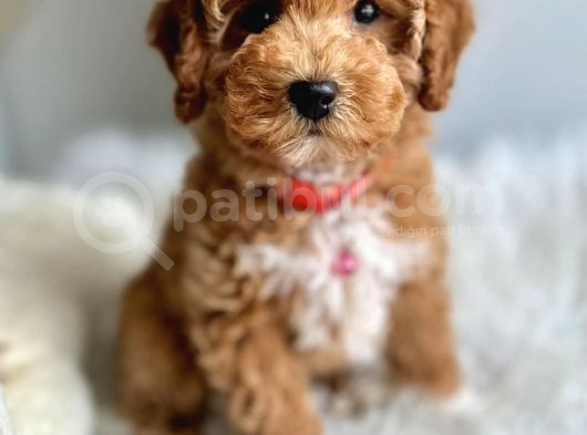 Göz Alici Toy Poodle Yavrulari görsel
